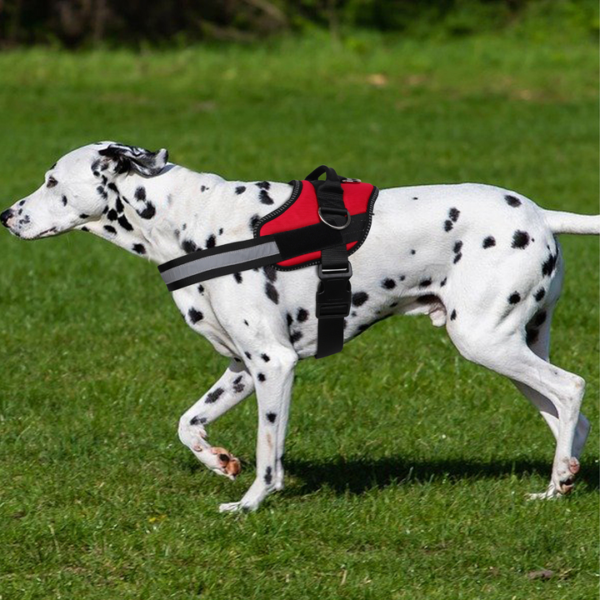 Outdoor Harness